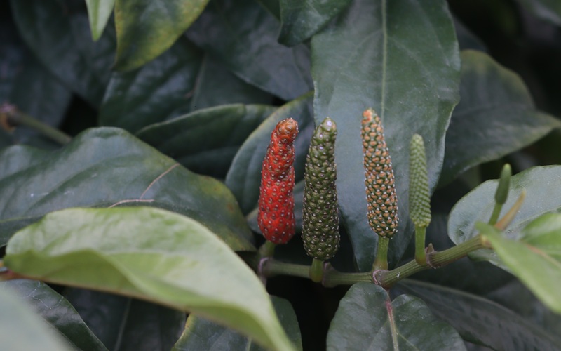 Trái tiêu lốt chín đỏ trên cây tại trang trại Ngon Farm ở Tuy Phong 